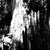 IPB Image